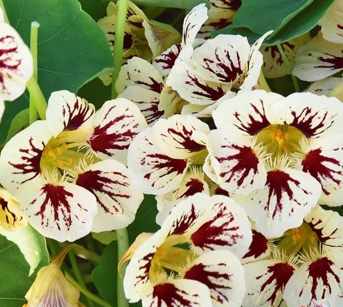 Настурция (Капуцин) Magic Star Настурция (Капуцин) Magic Star