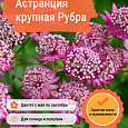 Астранция крупная Рубра Астранция крупная Рубра