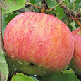 Яблоня Осеннее полосатое Яблоня Осеннее полосатое