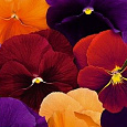 Виола (Фиалка, Анютины глазки) гибридная Русская красавица Виола (Фиалка, Анютины глазки) гибридная Русская красавица