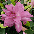 Лилия восточная Lotus Dream