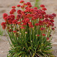 Армерия ложноармерия Ballerina Red Армерия ложноармерия Ballerina Red