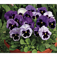 Виола крупноцветковая Колоссус Оушен Виола крупноцветковая Колоссус Оушен