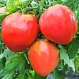Томат Бычье сердце