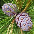 Сосна кедровая Сосна кедровая