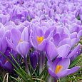 Крокус крупноцветковый Аква