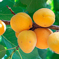 Абрикос обыкновенный Орловчанин