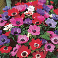 Анемона корончатая де Кан Смесь окрасок Анемона корончатая де Кан Смесь окрасок