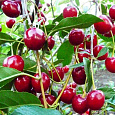 Вишня степная Уральская рубиновая