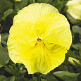 Виола крупноцветковая Колоссус Лемон Шейдес Виола крупноцветковая Колоссус Лемон Шейдес
