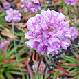 Аремерия ложноармерия Ballerina Lilac Аремерия ложноармерия Ballerina Lilac