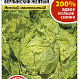 Салат Кочанный Берлинский желтый