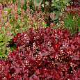 Гейхера гибридная Sparkling Burgundy Гейхера гибридная Sparkling Burgundy