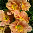 Лилейник гибридный Longfields Marmalade