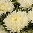Астра Шаровая Lady Coral White Cream