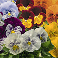 Виола крупноцветковая Кетс Микс Виола крупноцветковая Кетс Микс