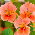 Настурция низкорослая  Везувий Настурция низкорослая  Везувий