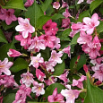 Вейгела цветущая Букет Роуз