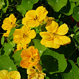 Настурция большая Золотой блик Настурция большая Золотой блик