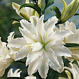 Лилия восточная махровая Инносент Лилия восточная махровая Инносент