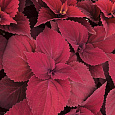 Колеус Визард Вельвет Ред Колеус Визард Вельвет Ред