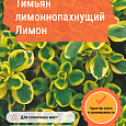 Тимьян лимоннопахнущий Лимон