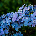 Гортензия крупнолистная Blue deckle