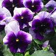 Виола крупноцветковая Инспайер Плюс Биконсфилд Виола крупноцветковая Инспайер Плюс Биконсфилд
