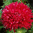 Астра пионовидная Дюшес красная Астра пионовидная Дюшес красная