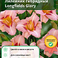 Лилейник гибридный Longfields Glory