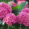 Гортензия крупнолистовая Гамбург