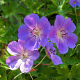Герань (Аистов клюв) гибридная Sirak