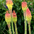 Книфофия (Тритома)  Fire Dance Книфофия (Тритома)  Fire Dance