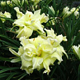 Лилейник гибридный Maymont Double