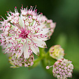 Астранция большая Sunningdale Variegated