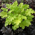 Гейхера гибридная Citronella
