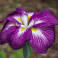 Ирис японский Агрипинелла Ирис японский Агрипинелла