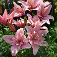 Лилия азиатская махровая Элоди