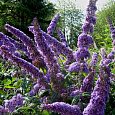 Буддлея Давида Вистерия Лэйн