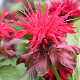 Монарда гибридная Файрболл
