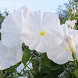 Ипомея Пурпурная вьюнок Pearly Gates Ипомея Пурпурная вьюнок Pearly Gates
