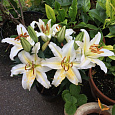 Лилия восточная горшечная Люция