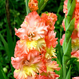 Гладиолус гофрированный Фриззлд Корал Лейс