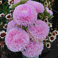 Астра Большая хризантема розовая Астра Большая хризантема розовая
