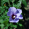 Гибискус сирийский Озиау Блу Гибискус сирийский Озиау Блу
