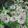 Астранция большая Sunningdale Variegated