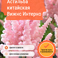 Астильба китайская Вижнс Интерно Астильба китайская Вижнс Интерно