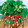 Земляника садовая Искушение