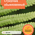 Страусник обыкновенный
