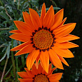 Газания (Гацания) F1 Bright Orange Газания (Гацания) F1 Bright Orange